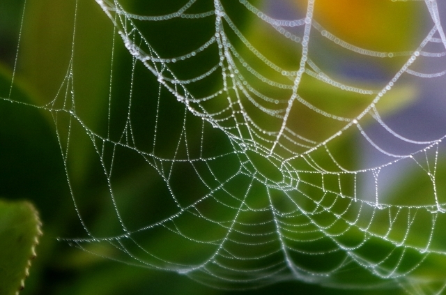d75d9fd8bca870a9c8f678c724f26c9c_s.jpg